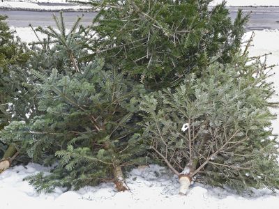 Collecte de sapins de Noël/Einsammeln der Weihnachtsbäume