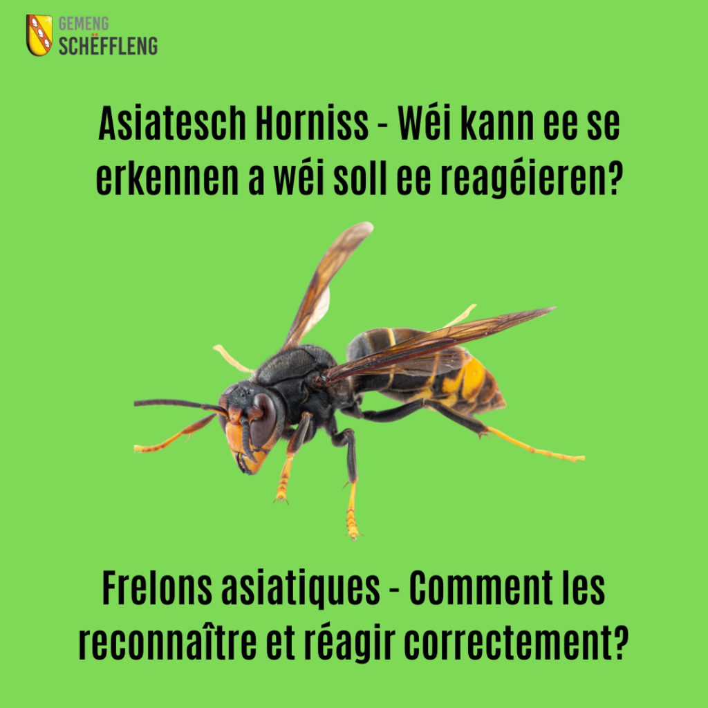 Asiatesch Horniss – Frelon asiatique