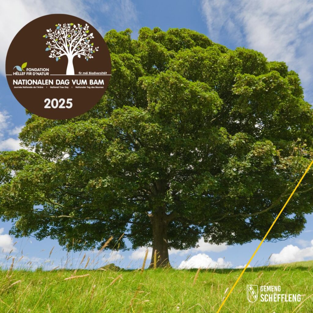 15.11 – Dag vum Bam – E Liewenswichtege Schatz virun eiser Dier