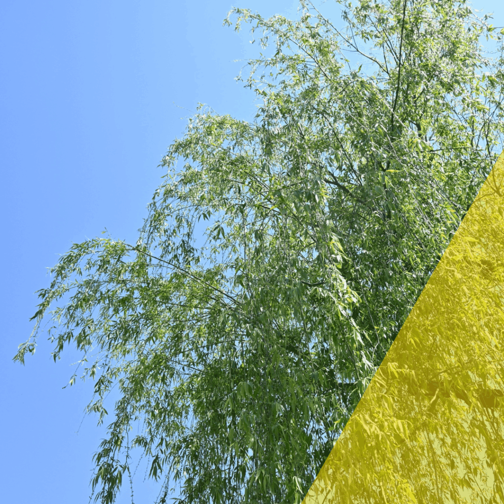 Trauerweiden am Naturschutzgebitt Brill