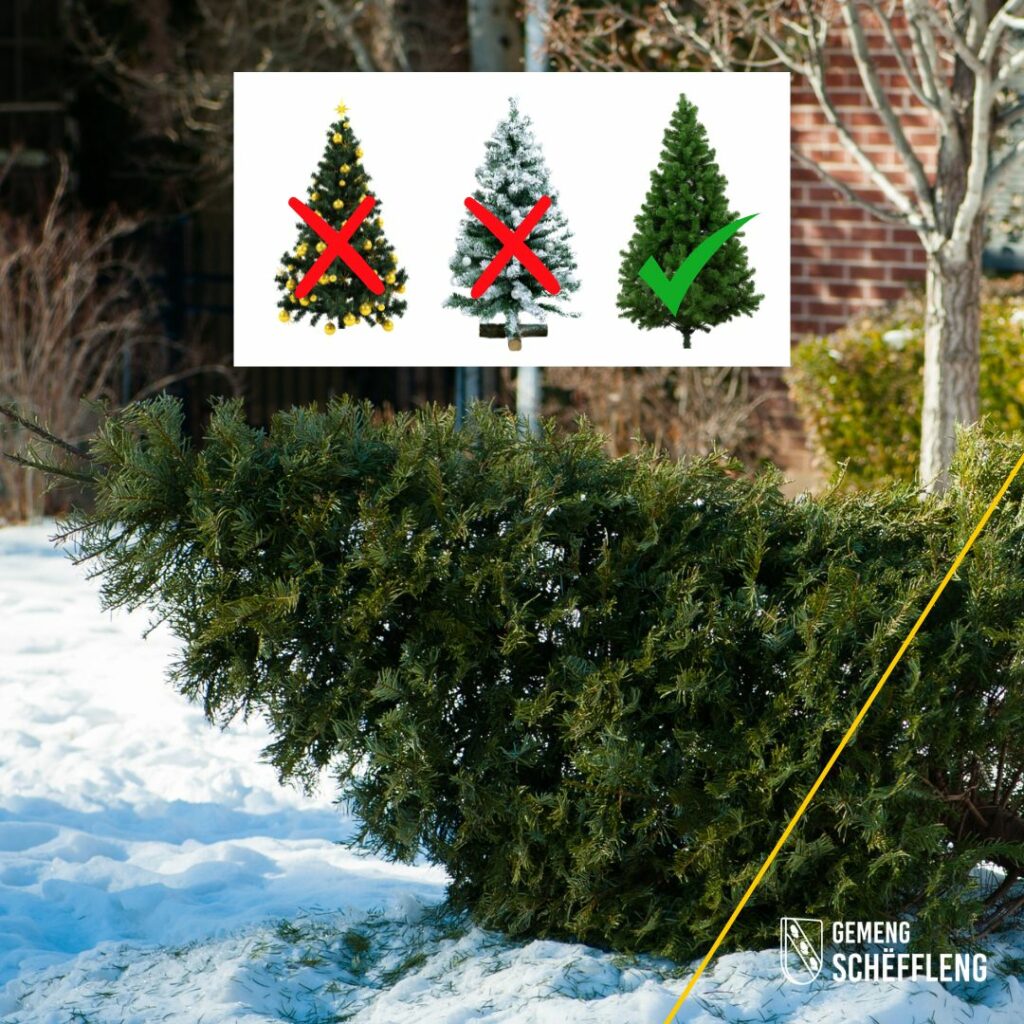 Kollekt vun de Chrëschtbeemercher · Collecte des sapins de Noël