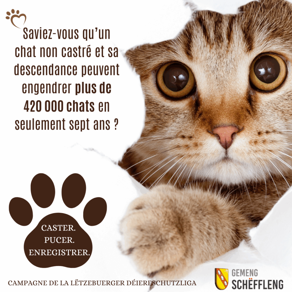 Castrer. Pucer. Enregistrer. – Lëtzebuerger Déiereschutzliga