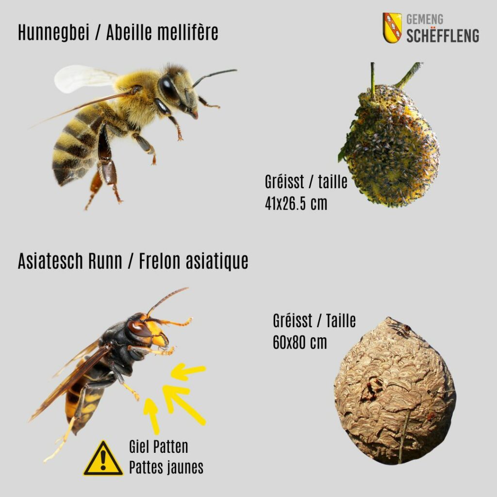 Asiatesch Runn · Frelon asiatique