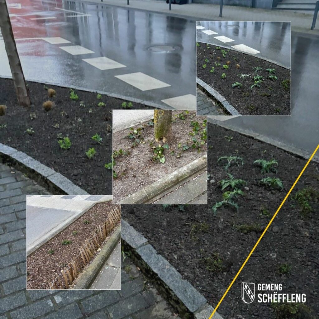 Rafraîchissement des plantations et nouvelles bordures